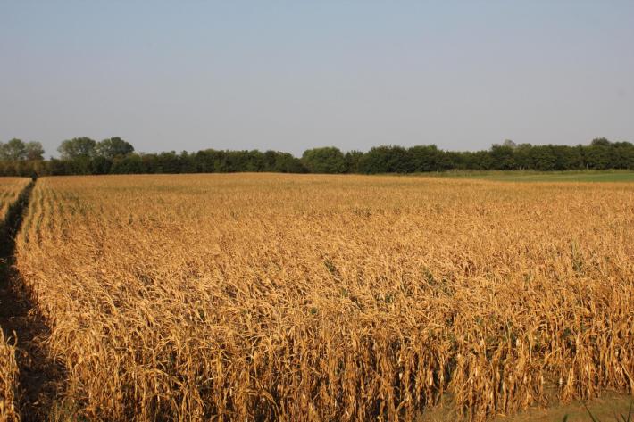 Invest&igrave; e uccise due ragazze in un campo di mais, chiesta l'archiviazione
