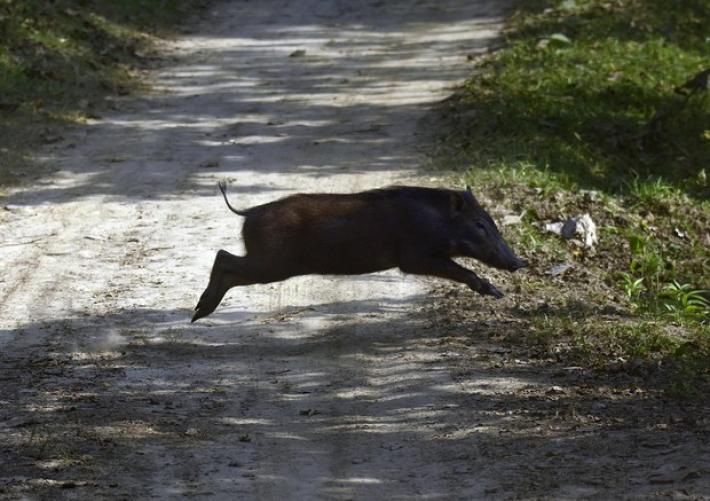Sanita': E-R,campagna di prevenzione per peste suina africana