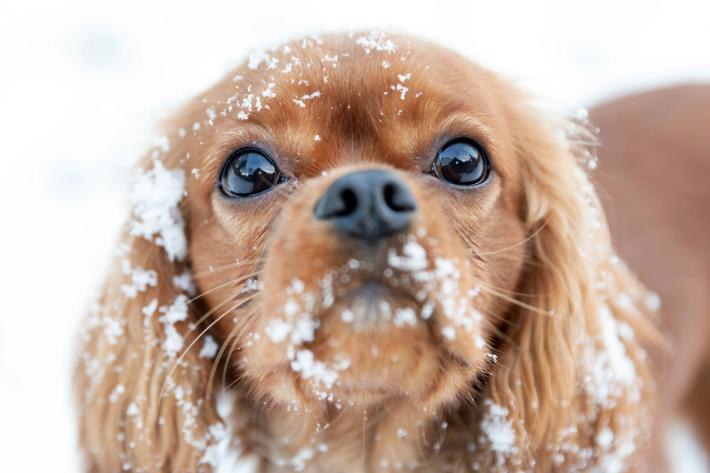Il vademecum per proteggere  i nostri amati animali dal freddo 