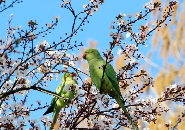 Le alterazioni &laquo;da stress&raquo; nel piumaggio dei pappagalli