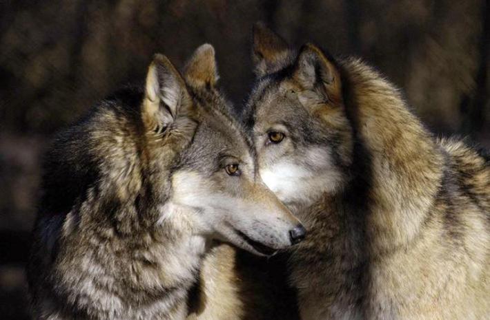 Alto Adige, la Svp annuncia una legge provinciale per poter abbattere i lupi