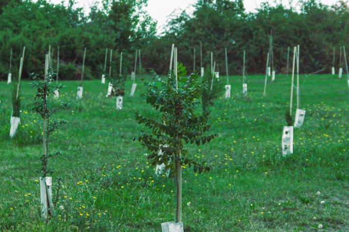 Un nuovo bosco urbano di 3 ettari in attuazione del nuovo accordo sul teleriscaldamento
