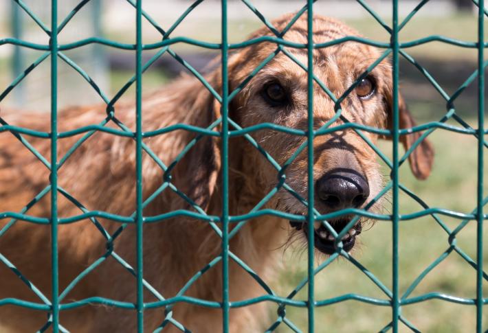 Il canile-gattile &egrave; ancora una volta  senza  veterinario
