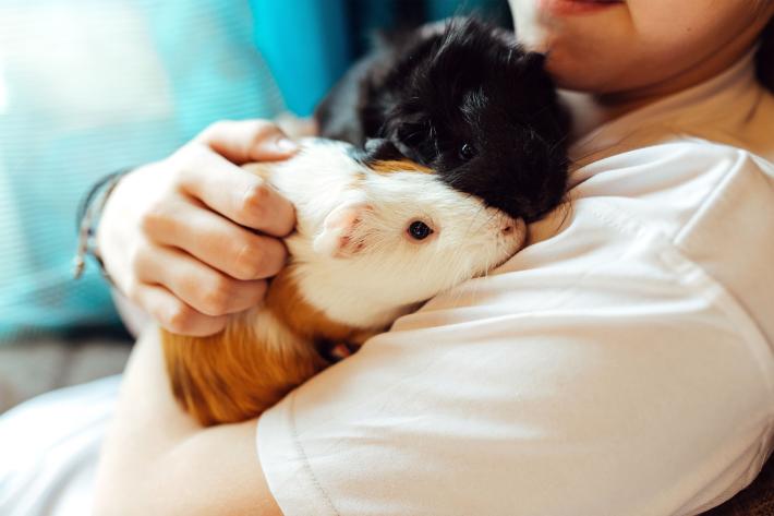 Guida per chi vuole adottare un porcellino d'India in casa