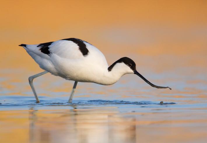Bracconiere nella bassa abbatte un raro esemplare di Avocetta, volatile particolarmente protetto. Il responsabile individuato dai Carabinieri forestali