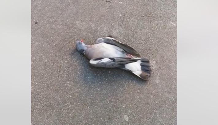 uccelli che piovono dal cielo - Video 