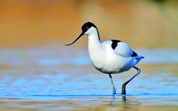 &laquo;Uccisione dell'avocetta? Condanna senza se e senza ma&raquo;