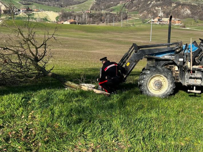 Colpito da un ramo mentre potava una pianta, grave un agricoltore nel Reggiano