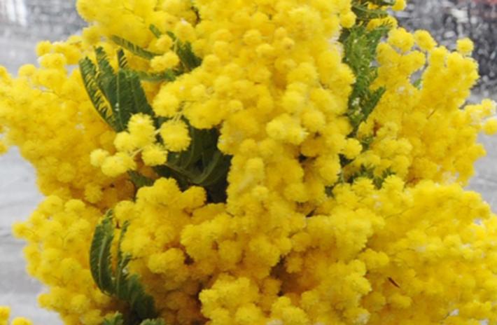 mimose