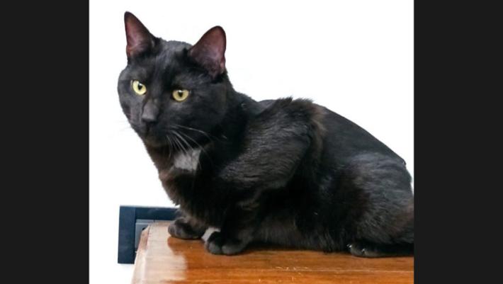 Emergenza gatto a San Polo di Torrile 