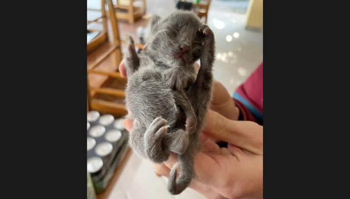 La storia a lieto fine di Eni, gattino nato con sei zampe