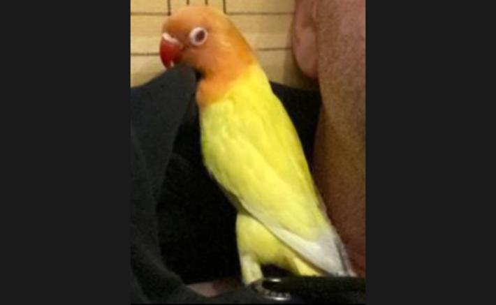 Appello: inseparabile smarrito a Parma