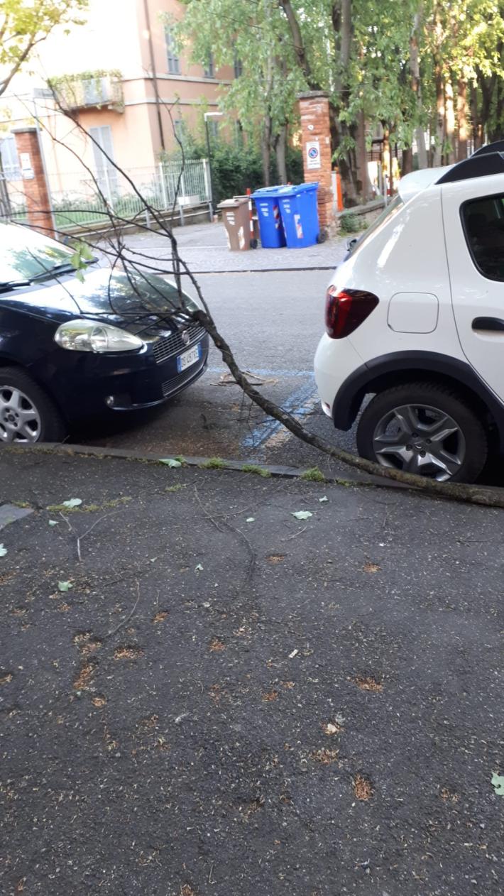 caduta ramo pianta viale Barilla n12 parma