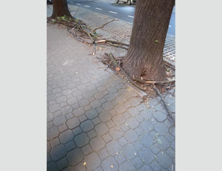 Rami sui marciapiedi di via Spezia