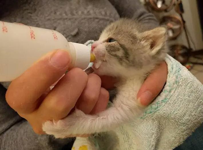 Torna il corso per diventare balia di gattini. L'allattamento dei volontari per salvare i cuccioli abbandonati