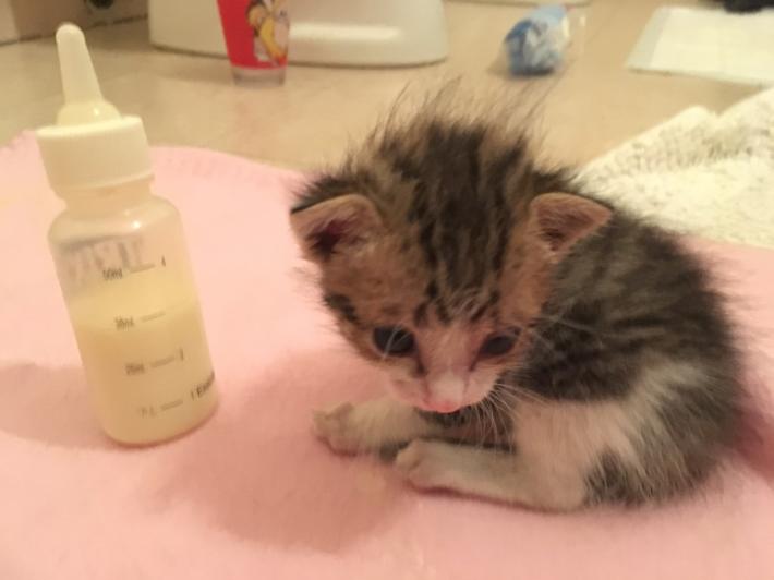 corso balie sabato 21 maggio 