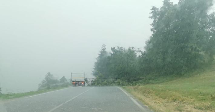 Albero caduto per la pioggia sulla Massese tra Groppo e Carpaneto di Tizzano