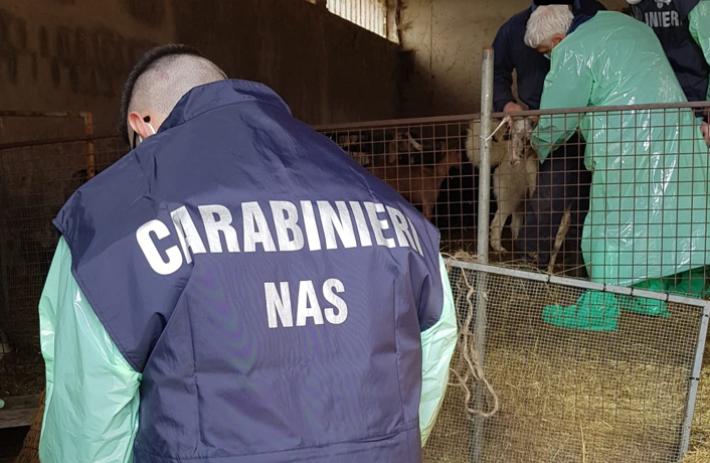 Carabinieri Nas Parma: sicurezza veterinaria &ndash; controlli, sanzioni esequestri