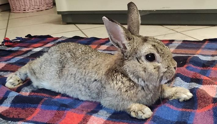 Raccolta fondi per il coniglio Ettore