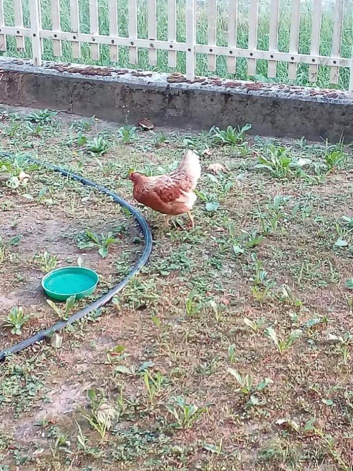 Sorbolo, chi ha perso una gallina?