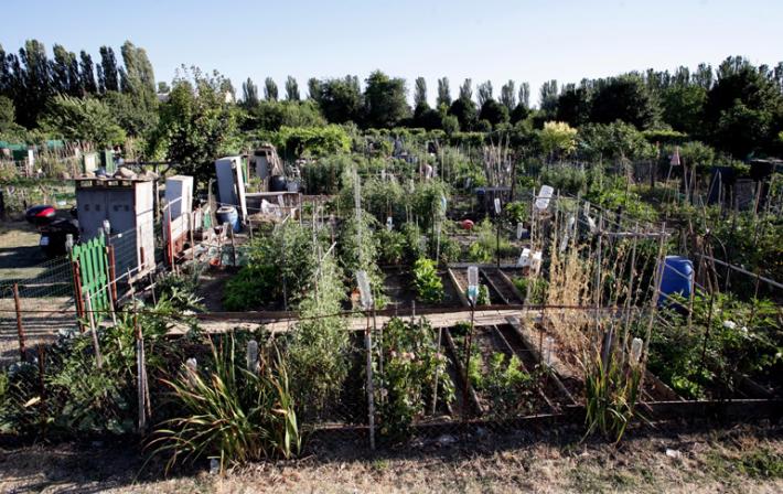 Nel mondo piccolo  degli orti sociali Comincia il viaggio  della Gazzetta