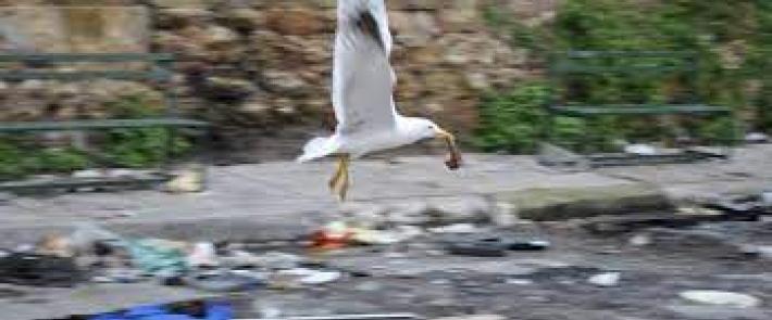 Gabbiano in picchiata nel bosco di Capodimonte: afferra il cagnolino e vola via