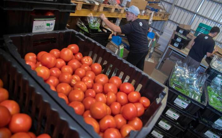 Al via campagna pomodoro Nord Italia, coltivati 37.024 ettari