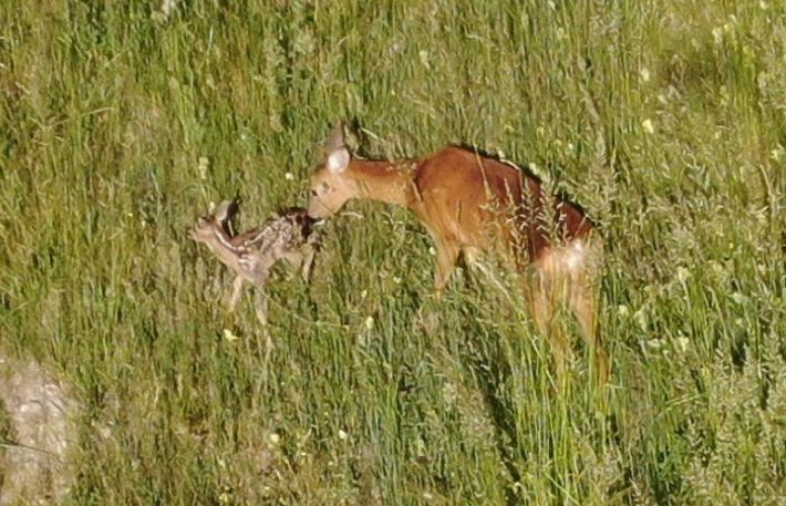 I volontari  salvano  otto cuccioli  di capriolo: rischiavano di essere falciati dai trattori