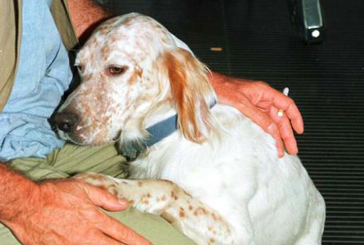 Cane da caccia ucciso a sassate sulla Giara da allevatore