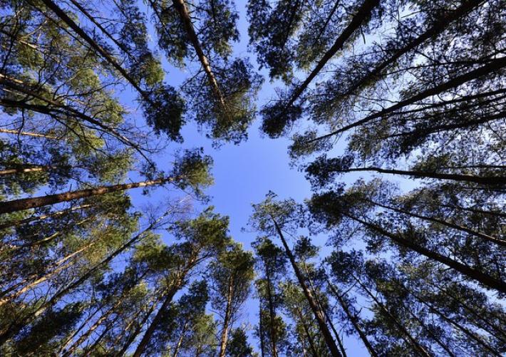 Comunicato Regione: Ambiente. "Mettiamo radici per il futuro": via libera della Giunta regionale a un nuovo bando per piantare alberi in aree di propriet&agrave; o disponibilit&agrave; delle imprese. Pronto un pacc