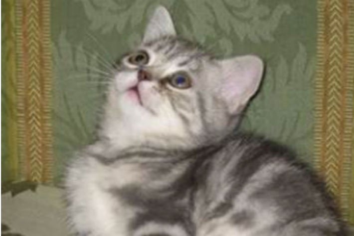 Causa infestazione di giardiasi il gattile sar&agrave; chiuso per dieci giorni 