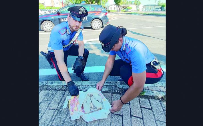 Butt&ograve; i gattini nel cassonetto: denunciata una sessantenne