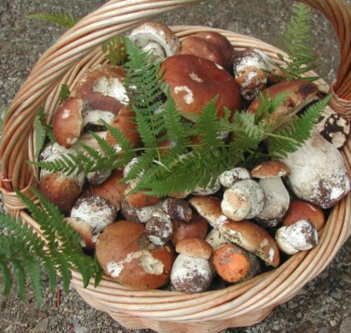  Consumare funghi senza pensieri, con gli Ispettorati micologici dell'Ausl