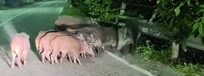 Cinghiali branco lungo la provinciale