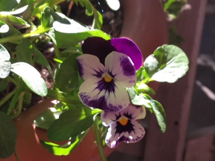 Un itinerario guidato dagli studenti del Bodoni per scoprire le eroine dell'opera verdiana - 