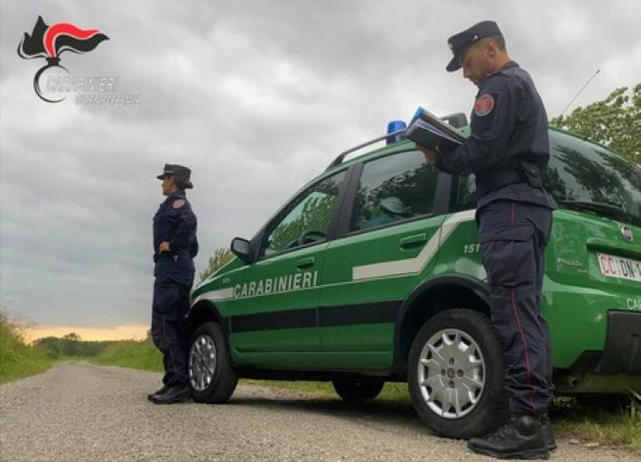 Cani tenuti in box non puliti, sanzionati due pensionati