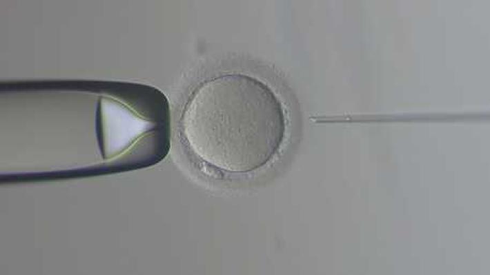 Incinta grazie ad ovociti congelati e donati 14 anni fa 