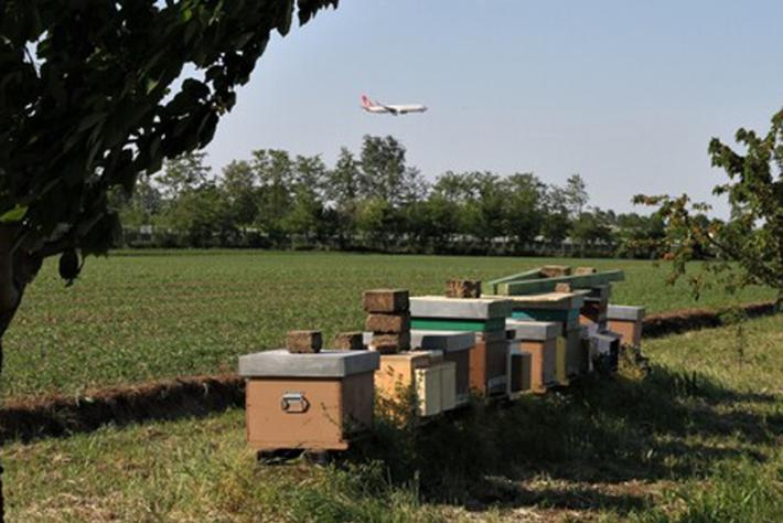 Aeroporti: a Bologna 100 mila api sentinelle inquinamento