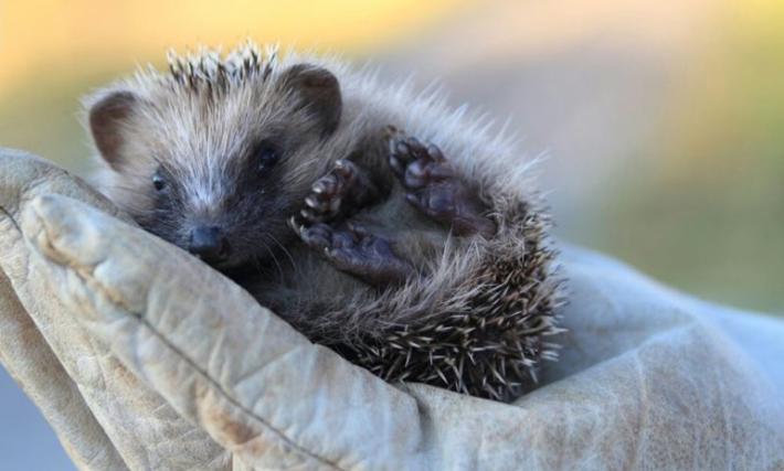 Gli &laquo;amici&raquo; ricci a rischio per il clima impazzito