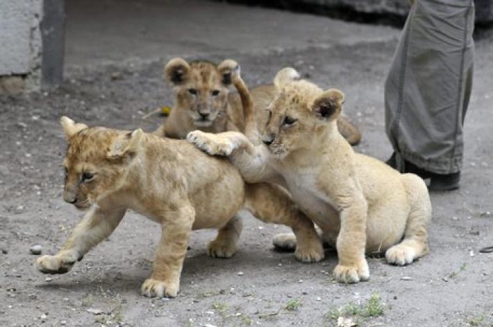 Bimbo di 4 anni vaga per giorni tra i leoni, salvato