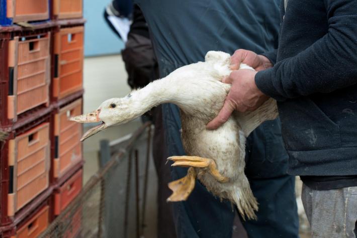 Epidemia di aviaria in Francia: c'&egrave; scarsit&agrave; di foie gras