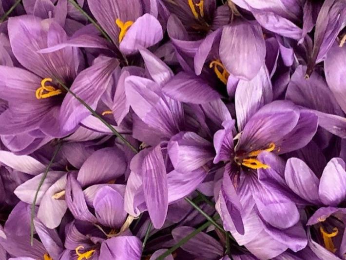 Campagna amica - Lo zafferano colora il Natale