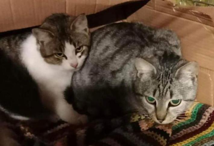 adottiamoli 07-01-23