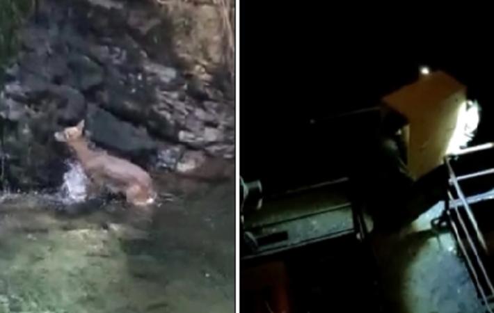 Recuperato dall'Oipa il capriolo ferito di Rovereto