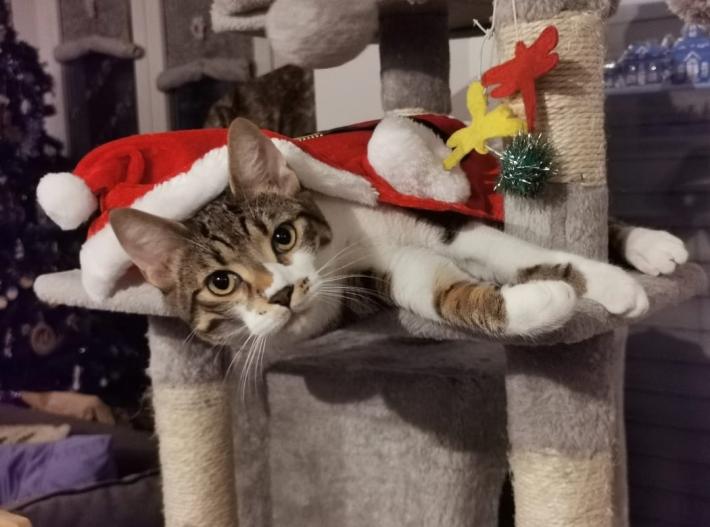 Mici del Borgo, trenta  gattini hanno trovato una casa