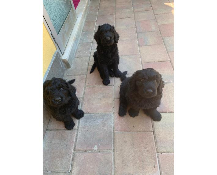 Raggiri online sui cuccioli Gli stratagemmi dei truffatori