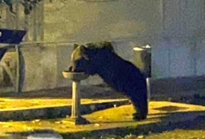 Investito e ucciso l'orso Juan Carrito, mascotte del Parco d'Abruzzo