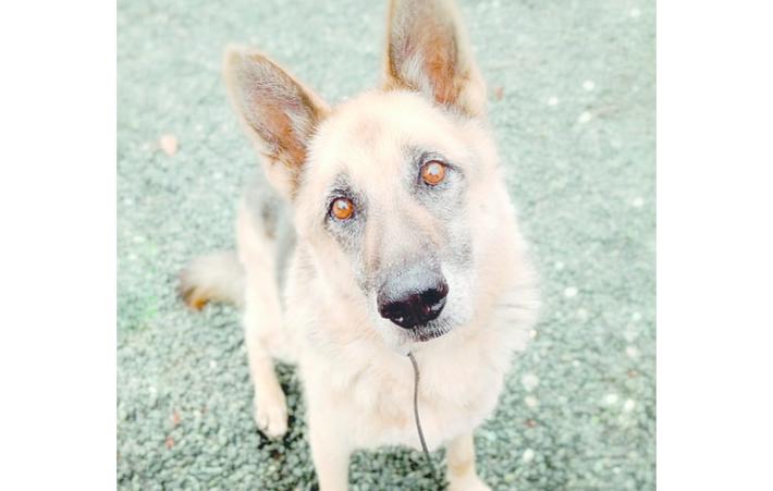 Baku, Rex, Bill e  Tex cercano una casa e un padrone &Egrave; sempre intensa l'attivit&agrave; del canile &laquo;Borgobau&raquo;