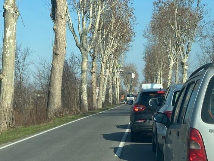 Vicop&ograve;: la Provincia abbatte tre platani malati sulla Sp 62