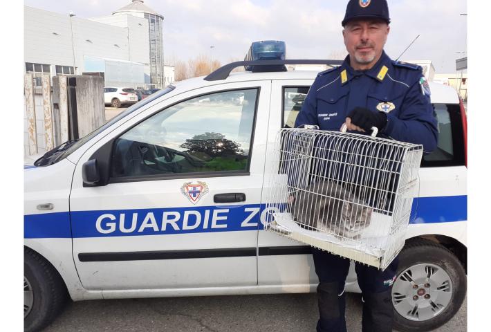  Il  padrone muore e  lei resta  sola in casa: gattina salvata dalle guardie dell'Enpa